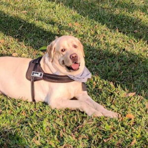Technology To Save Lives: How About Programming Empathy & Compassion For Animals?